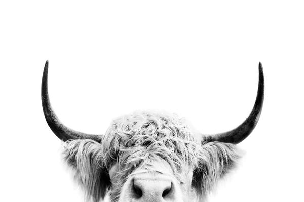 Black & White Animal Art: Peeking Cow In Black & White by Sisi & Seb