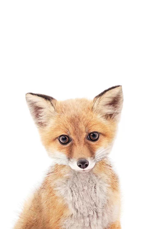 Baby Fox by Sisi & Seb wall art