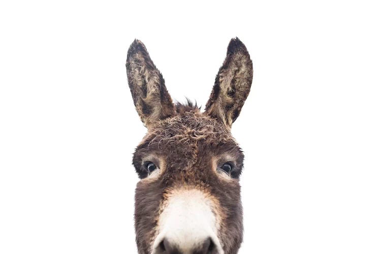 Peeking Donkey