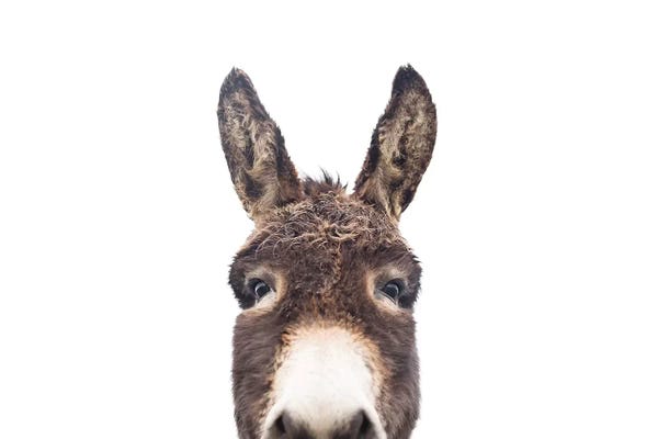 Donkeys: Peeking Donkey by Sisi & Seb
