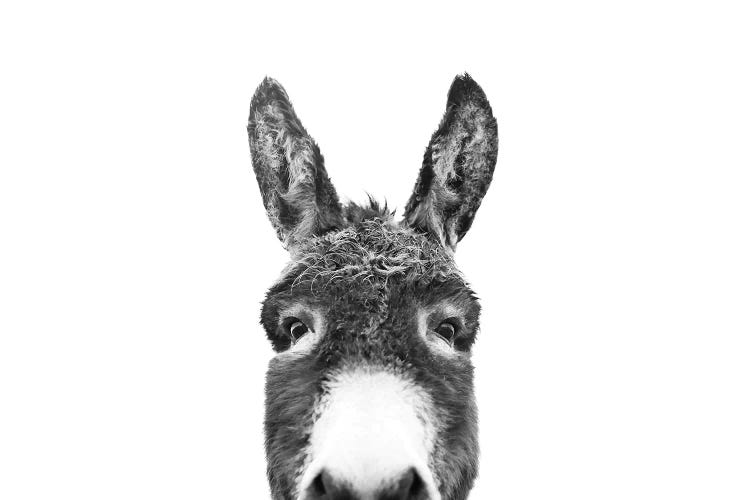 Peeking Donkey In Black & White