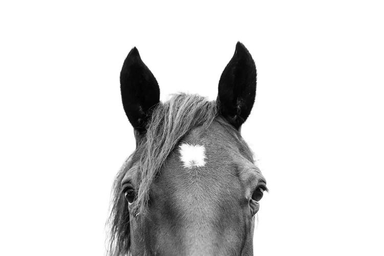 Peeking Horse In Black & White