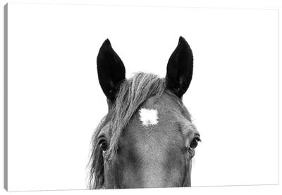 Peeking Horse In Black & White Canvas Art Print - Black & White Animal Art