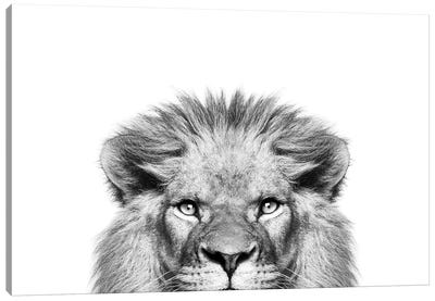 Peeking Lion Canvas Art Print - Black & White Animal Art