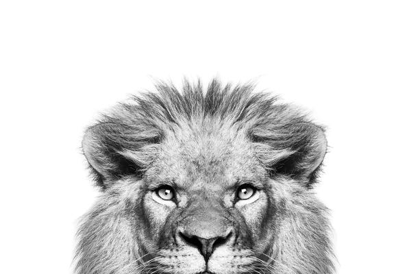 Lions: Peeking Lion by Sisi & Seb