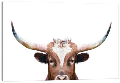 Peeking Long Horn Canvas Art Print - Cow Art