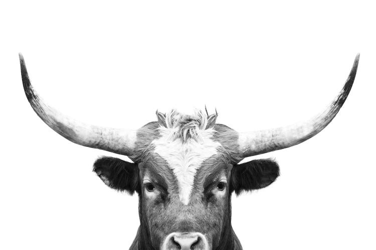 Peeking Long Horn In Black & White by Sisi & Seb wall art