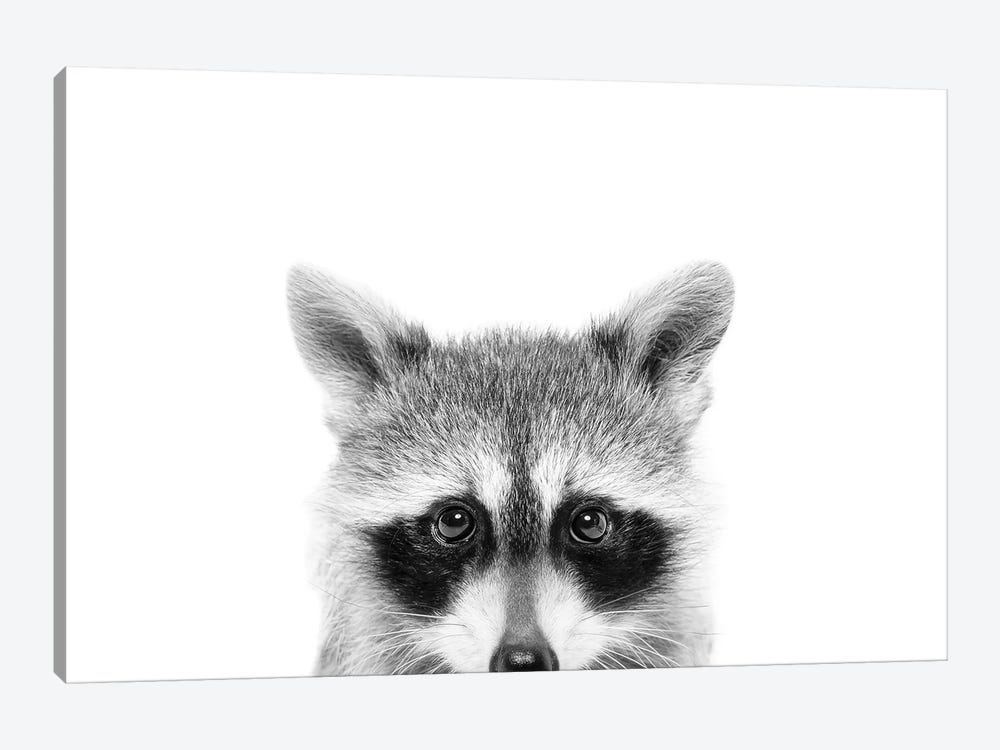 Peeking Raccoon 1-piece Canvas Print