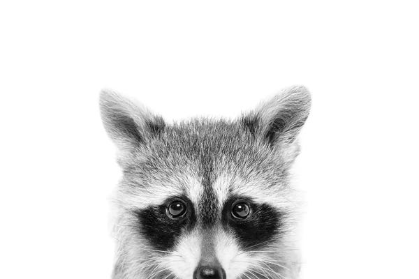 Large Black & White Art - Canvas Prints: Peeking Raccoon by Sisi & Seb