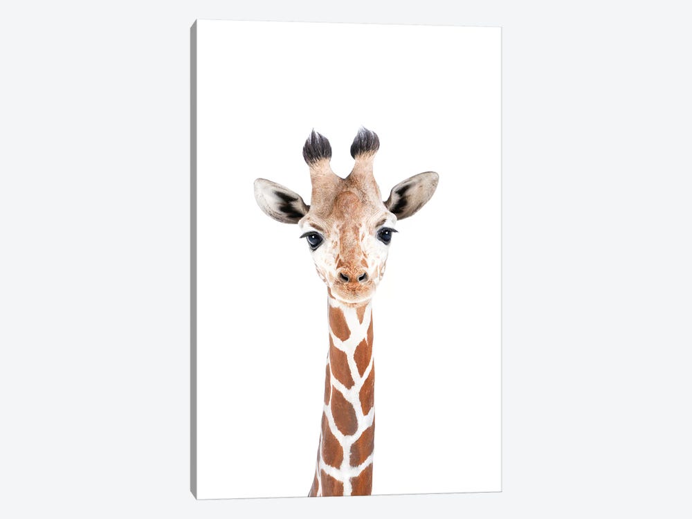 Baby Giraffe Canvas Print by & Seb