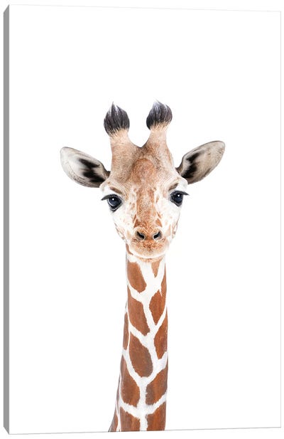 Baby Giraffe Canvas Art Print - Nursery Room Art