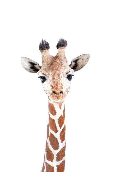 Baby Animals: Baby Giraffe by Sisi & Seb