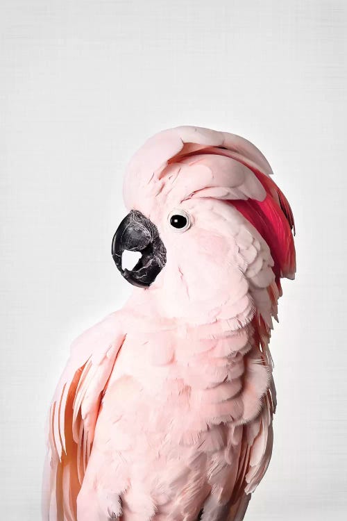 Pink Cockatoo