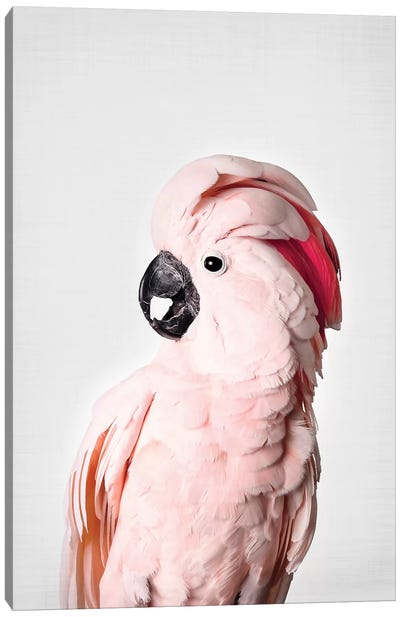 Pink Cockatoo Canvas Art Print - Pastels