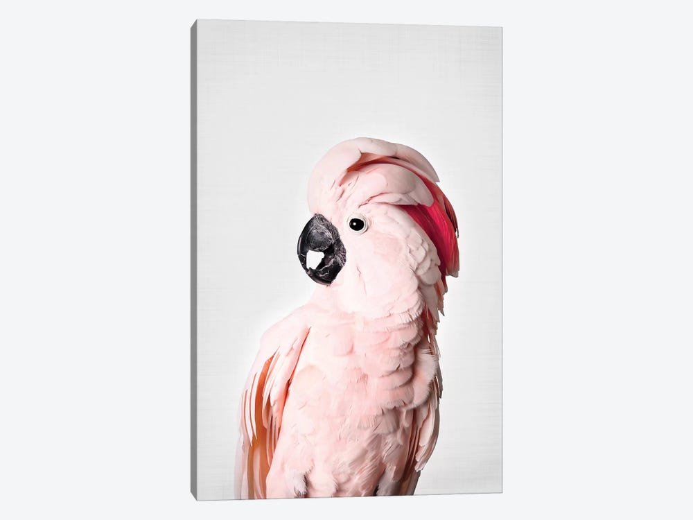 Pink Cockatoo by Sisi & Seb 1-piece Canvas Art Print