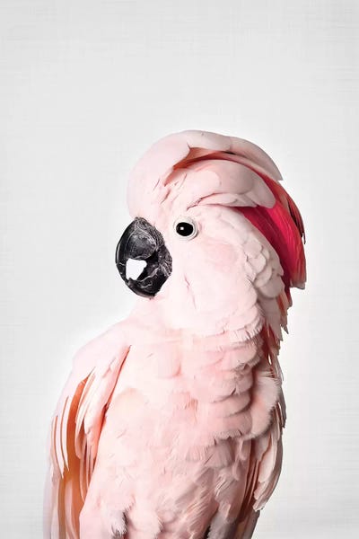 Sisi & Seb: Pink Cockatoo by Sisi & Seb