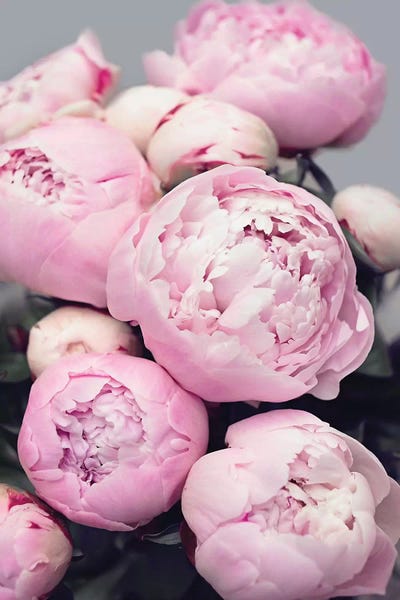 Shabby Chic Décor: Pink Peonies by Sisi & Seb
