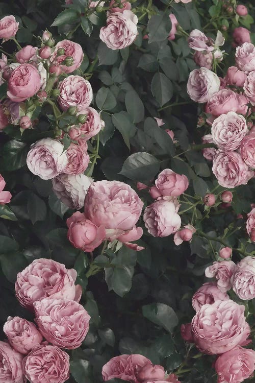 Pink Rose Bush