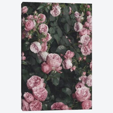 Pink Rose Bush Canvas Print #SSE169} by Sisi & Seb Canvas Art Print