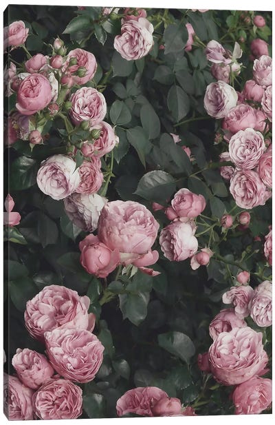Pink Rose Bush Canvas Art Print - Sisi & Seb