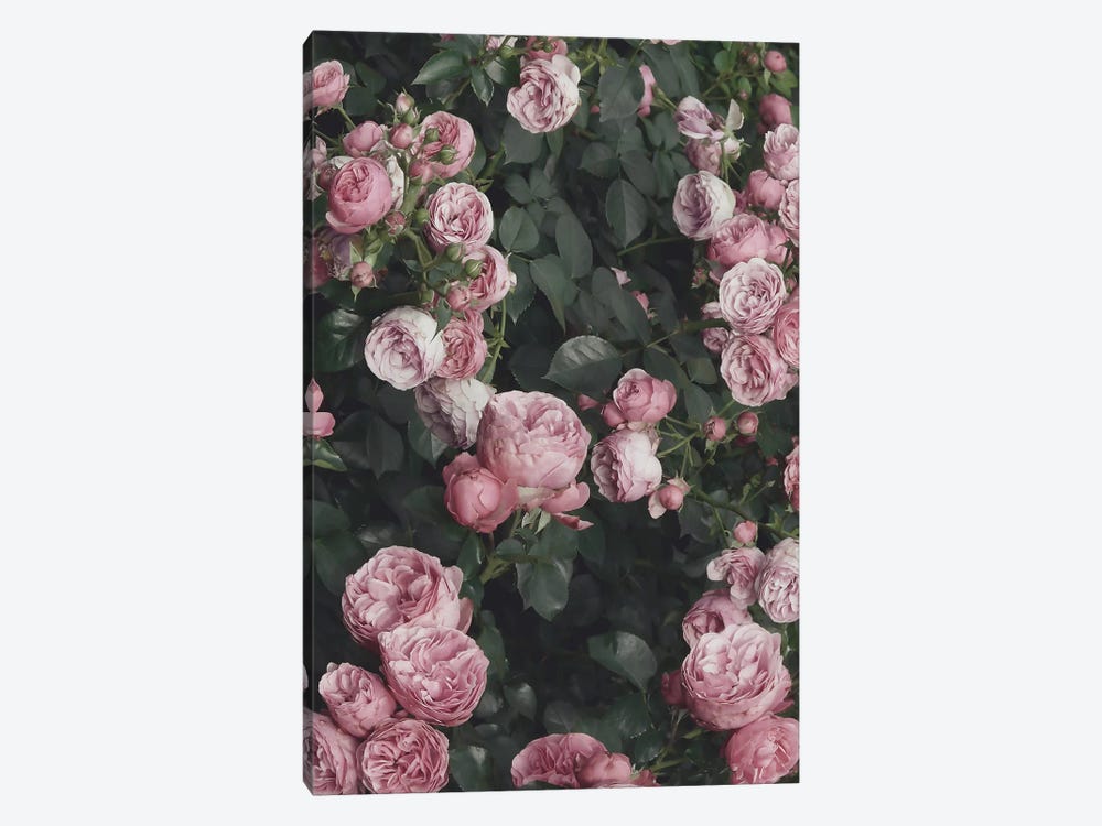 Pink Rose Bush by Sisi & Seb 1-piece Canvas Print
