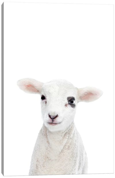 Baby Lamb Canvas Art Print - Sheep Art