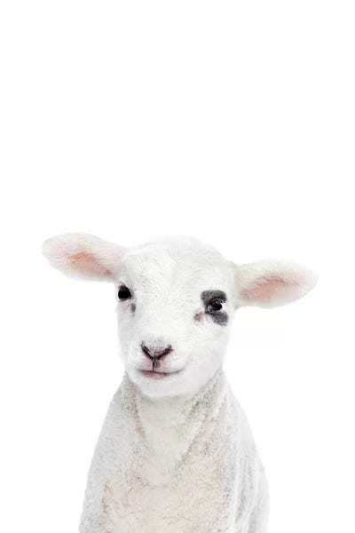 Sheep: Baby Lamb by Sisi & Seb