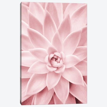 Pink Succulent Canvas Print #SSE172} by Sisi & Seb Canvas Artwork