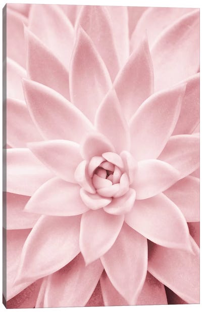 Pink Succulent Canvas Art Print - Sisi & Seb