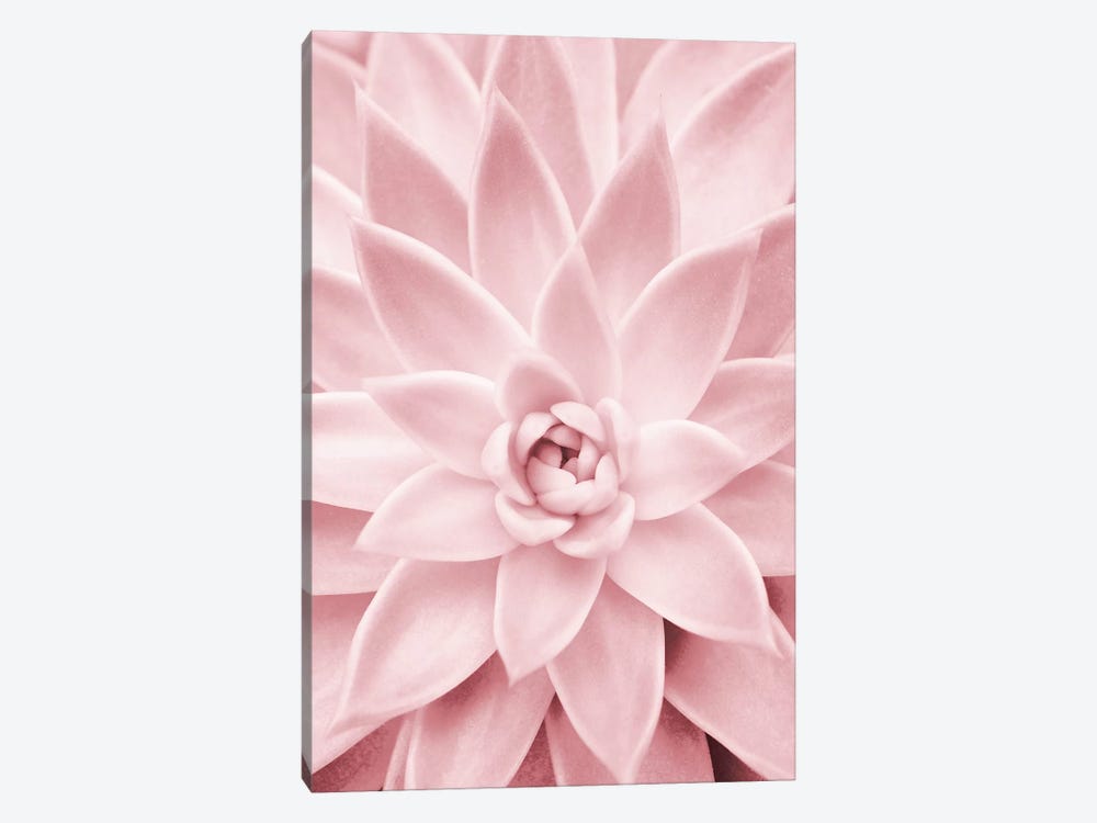 Pink Succulent by Sisi & Seb 1-piece Canvas Print