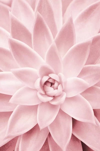 Santa Fe: Pink Succulent by Sisi & Seb