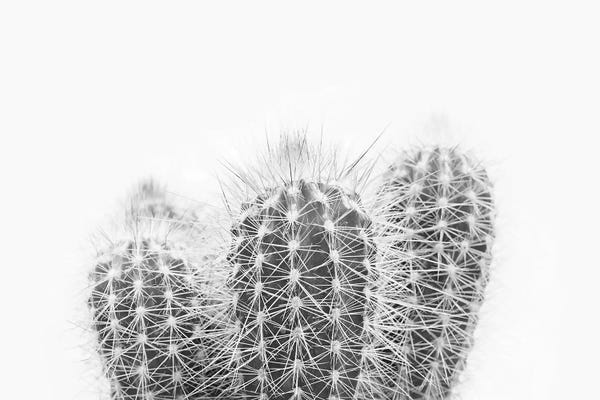 Sisi & Seb: Prickly by Sisi & Seb