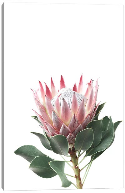Protea Canvas Art Print - Protea