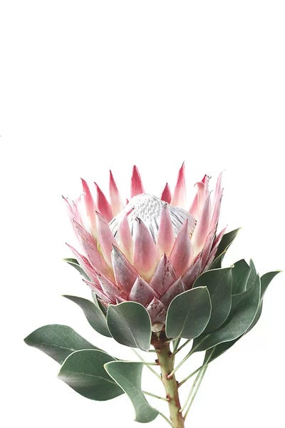 Sisi & Seb: Protea by Sisi & Seb