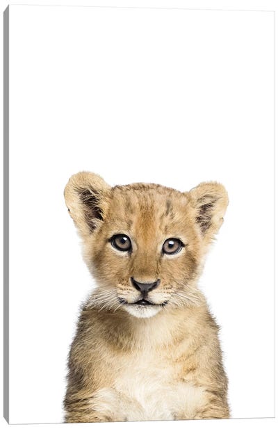 Baby Lion Canvas Art Print - Wild Cat Art