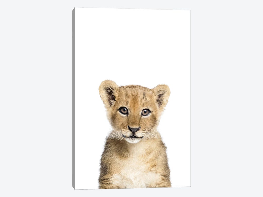Baby Lion by Sisi & Seb 1-piece Canvas Wall Art