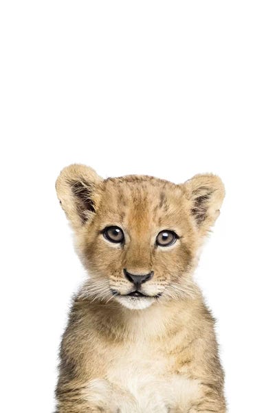 Baby Animals: Baby Lion by Sisi & Seb
