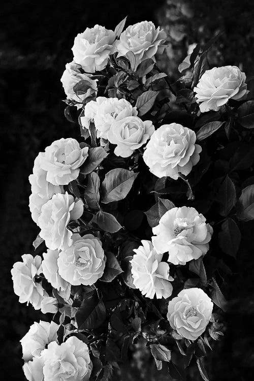 roses black and white art