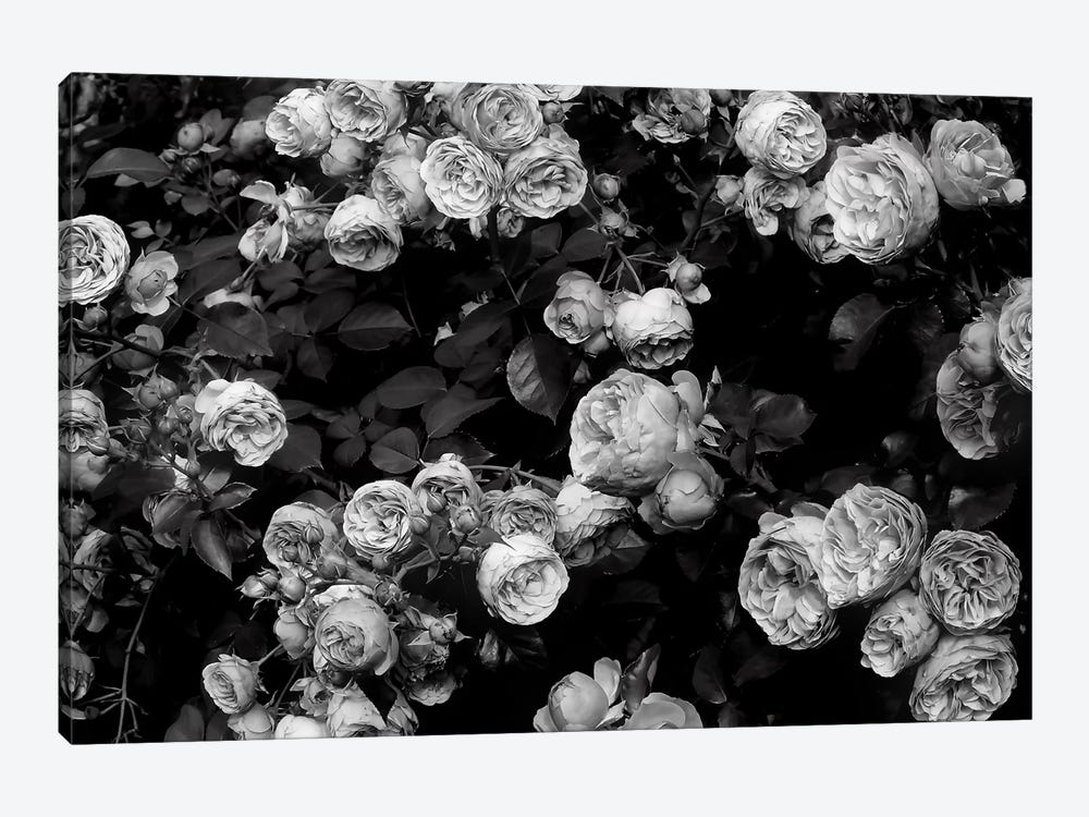 Roses by Sisi & Seb 1-piece Art Print