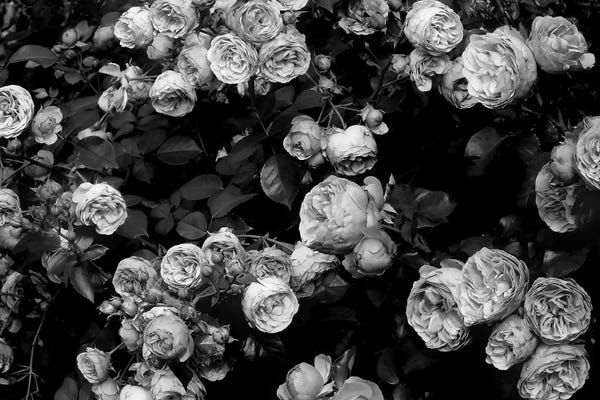 Black & White Florals: Roses by Sisi & Seb
