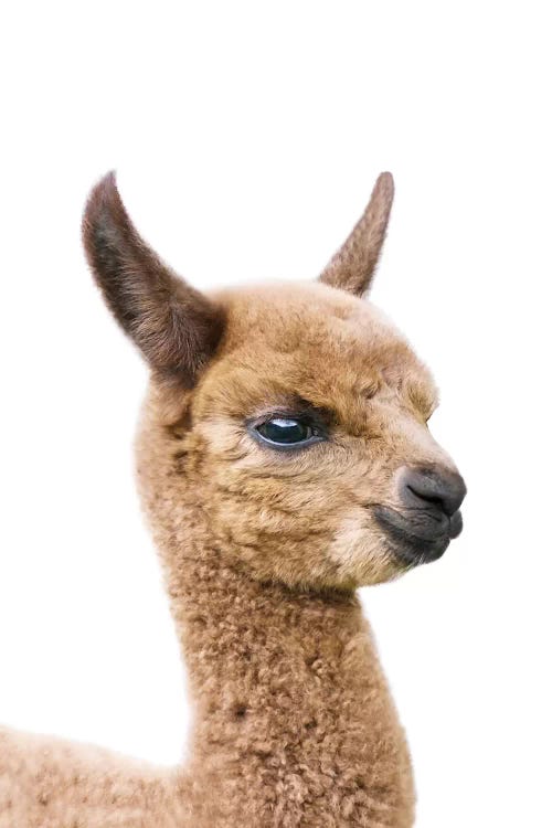 Baby Llama