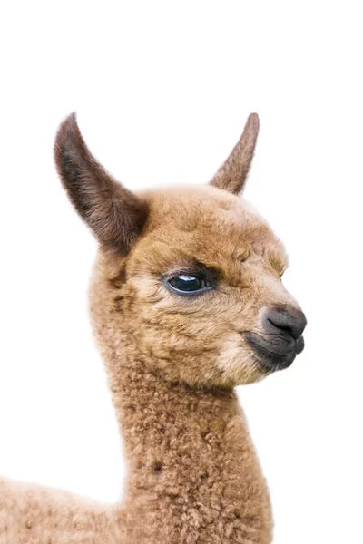 Baby Animals: Baby Llama by Sisi & Seb