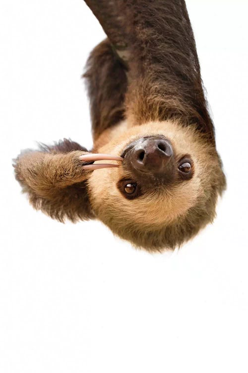 Sloth