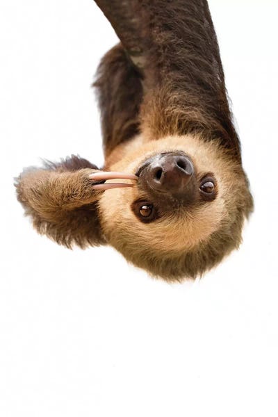 Sloths: Sloth by Sisi & Seb