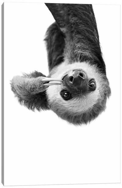 Sloth In Black & White Canvas Art Print - Art for Older Kids