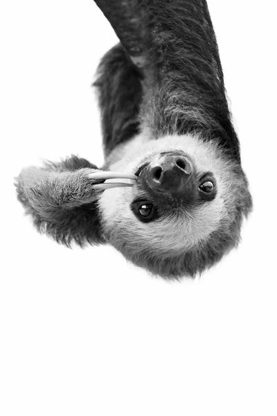 Sisi & Seb: Sloth In Black & White by Sisi & Seb
