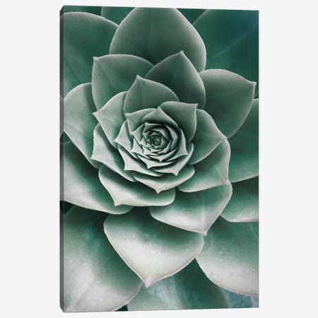Succulent Canvas Print #SSE192} by Sisi & Seb Canvas Wall Art