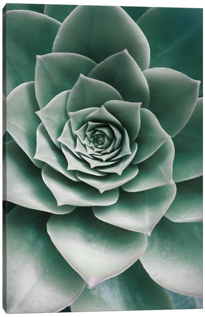 Succulent Canvas Art Print - Macro Photography