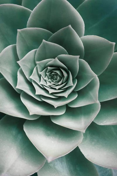 Macro Photography: Succulent by Sisi & Seb