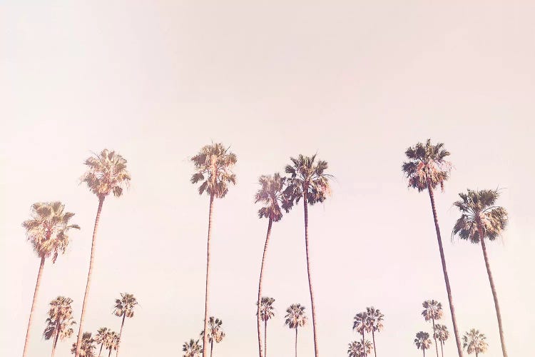 Sunny Cali Palm Tress by Sisi & Seb wall art